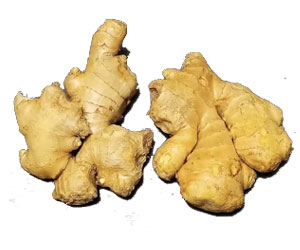 Ginger - Business Horizon