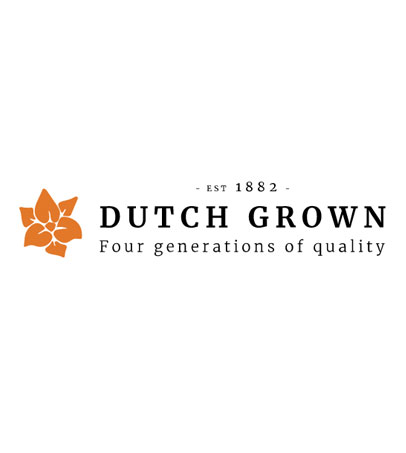 Buy online top quality Dutch Flower bulbs – Business Horizon